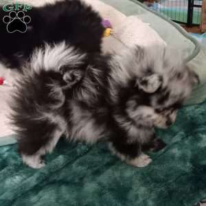 Baby Boy, Pomeranian Puppy